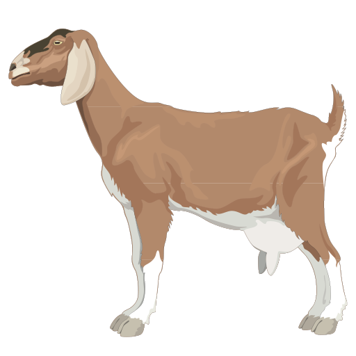 Goat